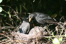 Amsel-9-Tag-15.jpg